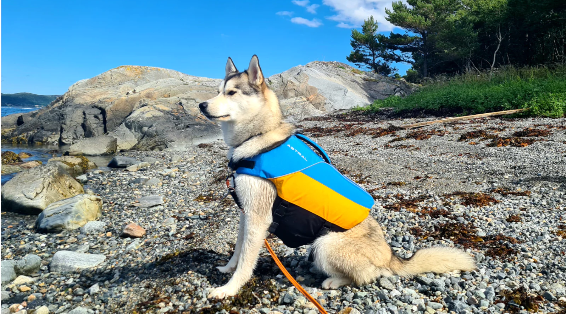 6 Tips for Packrafting with Your Dog